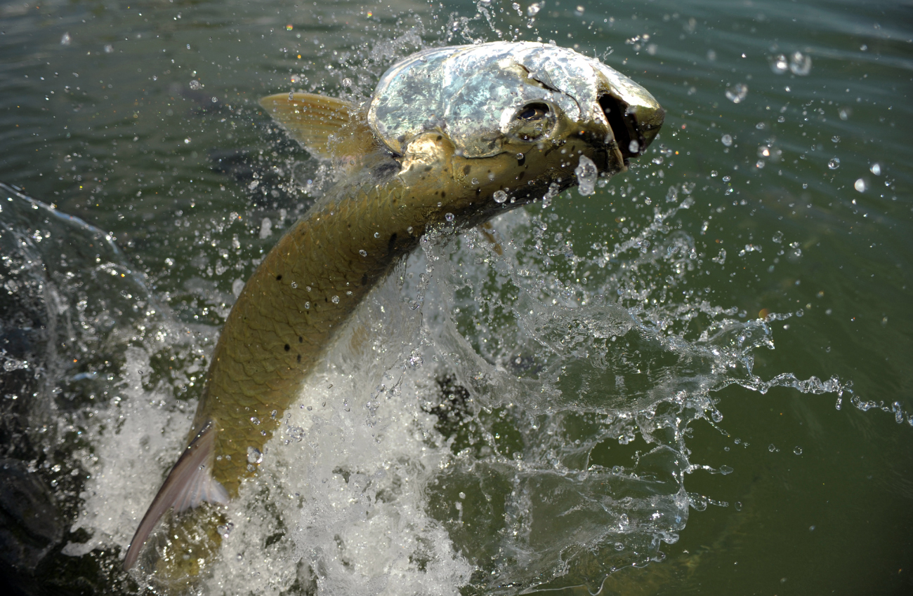 Islamorada Tarpon Fishing