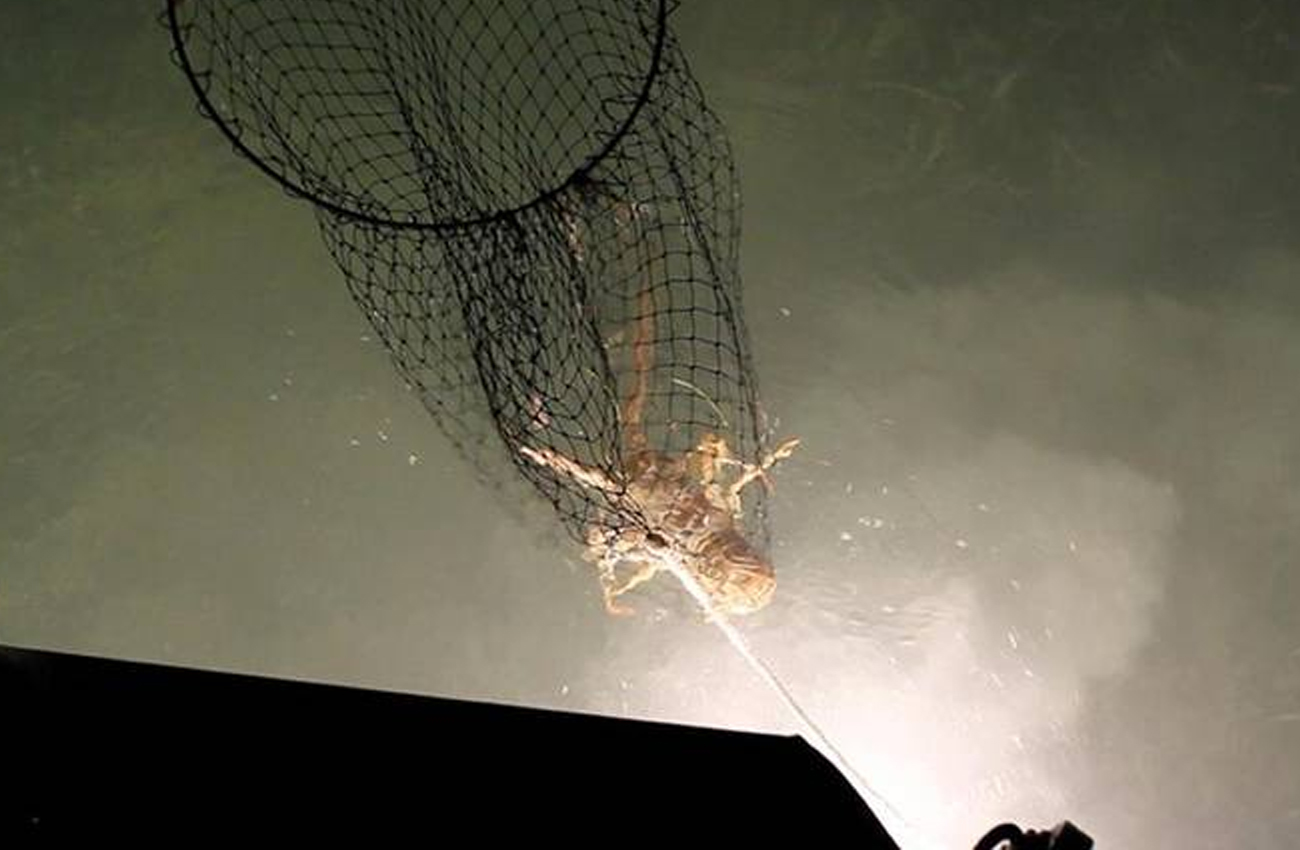 Lobster Bullynetting Charters